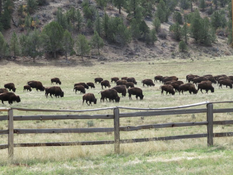 Buffalo near Zion Canyon